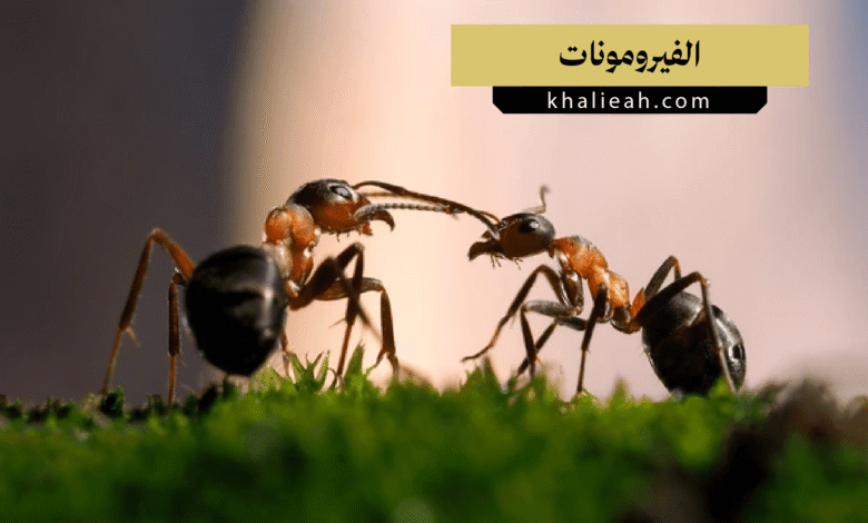 الفيرومونات