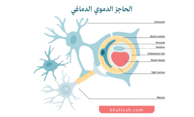 حاجز دموي دماغي