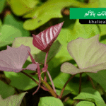 شعور النباتات بالألم