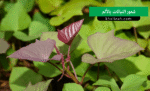 شعور النباتات بالألم