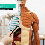 علم التشريح