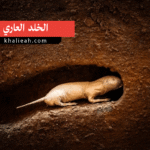 الخلد العاري
