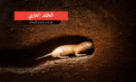 الخلد العاري