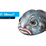 السمكة الفقاعة