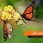 هجرة فراشة الملك