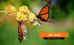 هجرة فراشة الملك