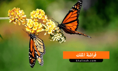 هجرة فراشة الملك