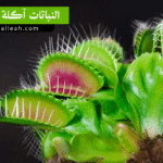 النباتات آكلة اللحوم