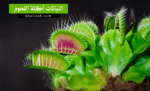 النباتات آكلة اللحوم
