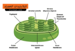 البلاستيدات الخضراء