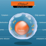 السيتوبلازم