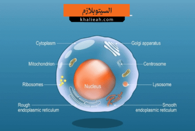 السيتوبلازم
