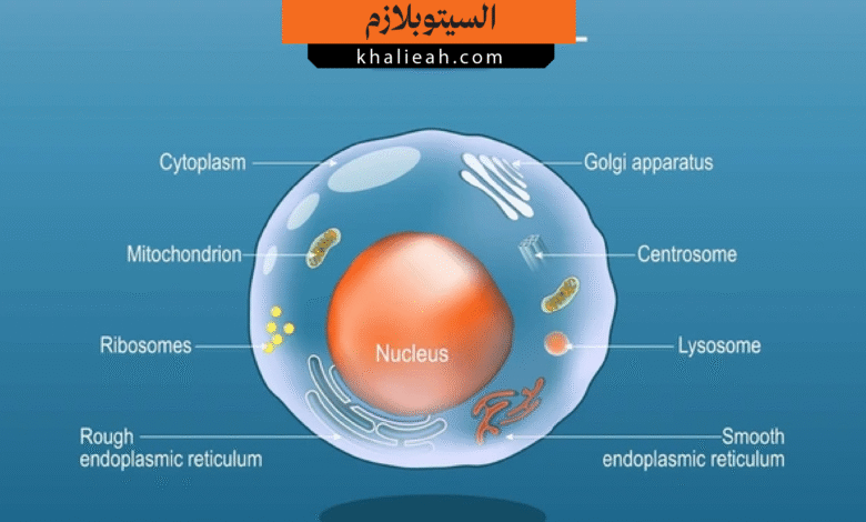 السيتوبلازم