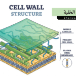 الجدار الخلوي (Cell Wall)
