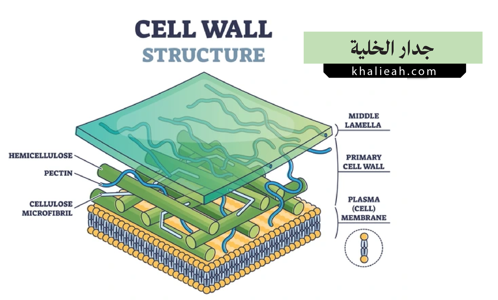 الجدار الخلوي (Cell Wall)