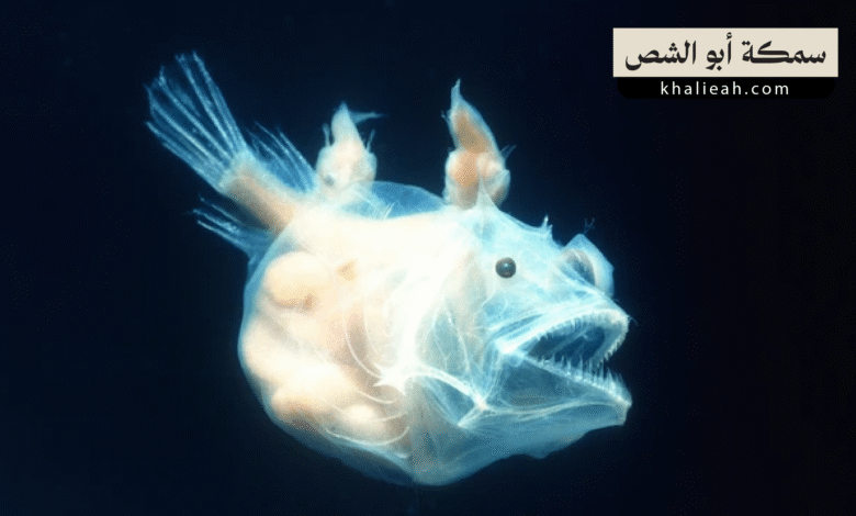 سمكة أبو الشص Anglerfish