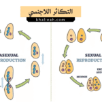 التكاثر اللاجنسي (Asexual Reproduction)
