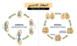 التكاثر اللاجنسي (Asexual Reproduction)