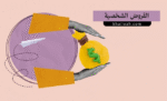 القروض الشخصية