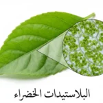 ورقة نبات خضراء مع تكبير للخلايا النباتية يُظهر البلاستيدات الخضراء بداخلها