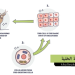 نظرية الخلية