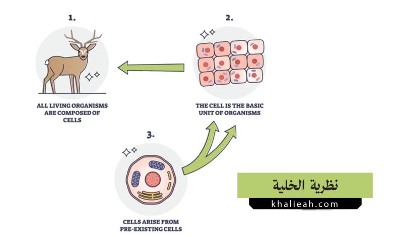 نظرية الخلية