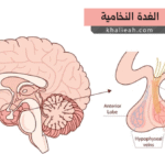 الغدة النخامية - Pituitary Gland