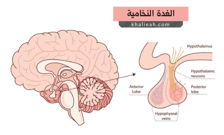 الغدة النخامية - Pituitary Gland