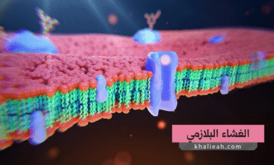 الغشاء البلازمي (Plasma Membrane):