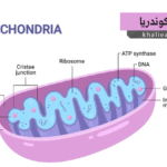الميتوكوندريا (Mitochondria)