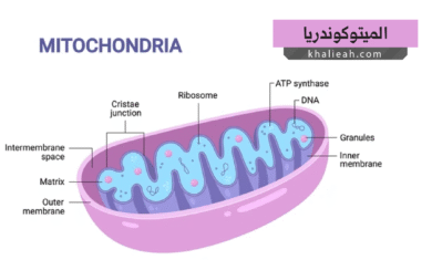 الميتوكوندريا (Mitochondria)
