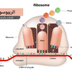 الريبوسومات (Ribosomes)