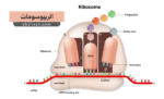 الريبوسومات (Ribosomes)