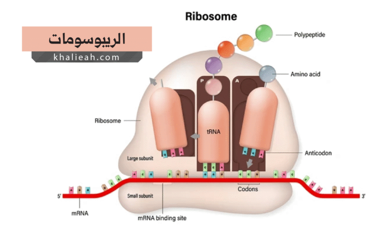 الريبوسومات (Ribosomes)