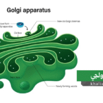 جهاز جولجي (Golgi Apparatus)