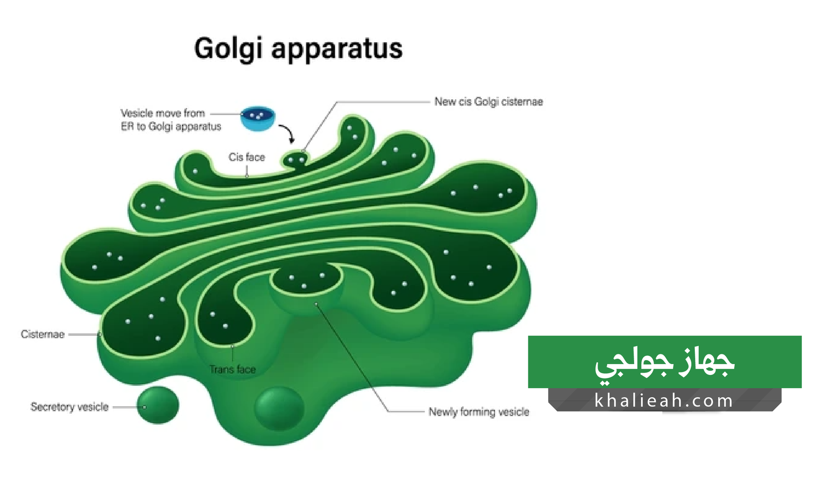 جهاز جولجي (Golgi Apparatus)
