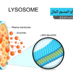 الليسوسوم الجسيم الحال (Lysosome)
