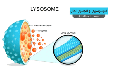 الليسوسوم الجسيم الحال (Lysosome)