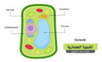 الفجوة العصارية (Vacuole)