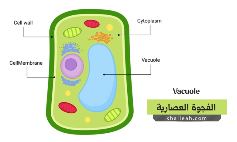 الفجوة العصارية (Vacuole)