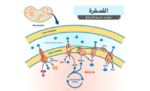 الفسفرة (Phosphorylation)