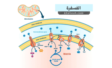 الفسفرة (Phosphorylation)