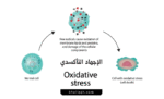 الإجهاد التأكسدي oxidative stress