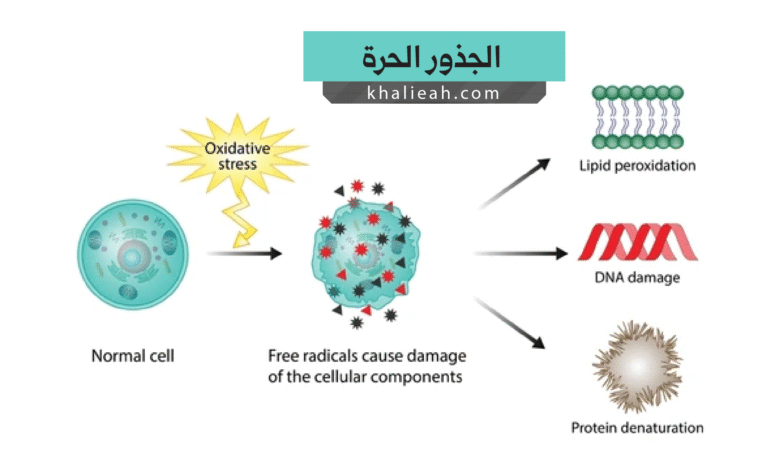 الجذور الحرة - Free Radicals