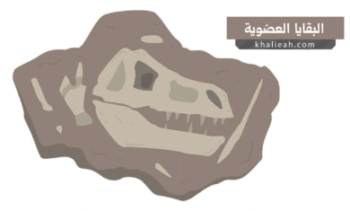 البقايا العضوية البيئية (Ecofact)