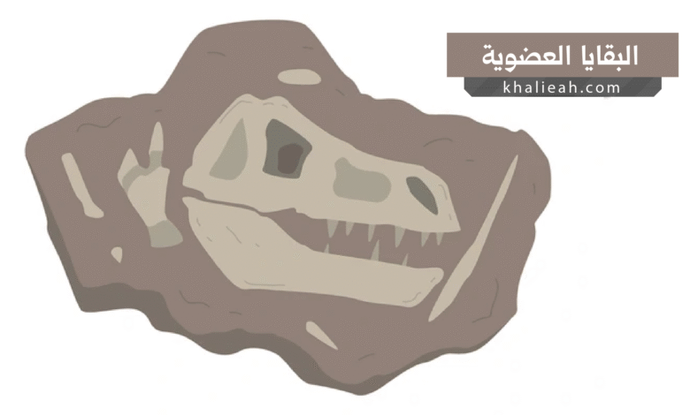 البقايا العضوية البيئية (Ecofact)