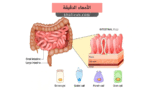الأمعاء الدقيقة - Small Intestine