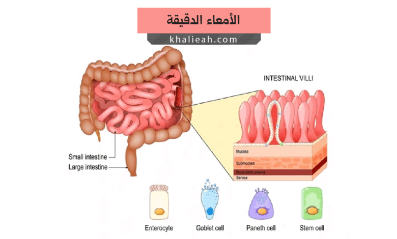 الأمعاء الدقيقة - Small Intestine