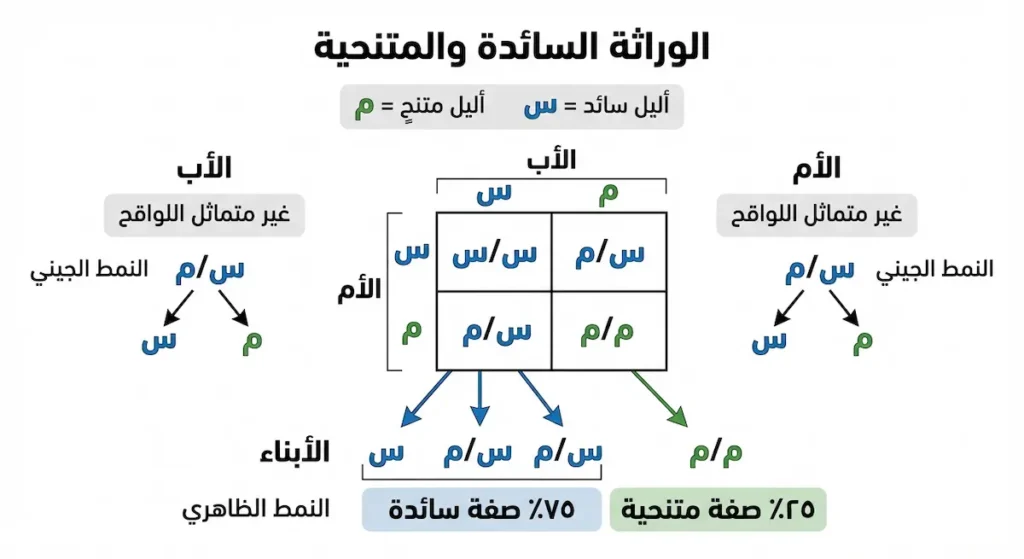 مخطط بمربع بانيت يشرح تزاوج غير متماثل اللواقح ونِسَب الصفات السائدة والمتنحية.