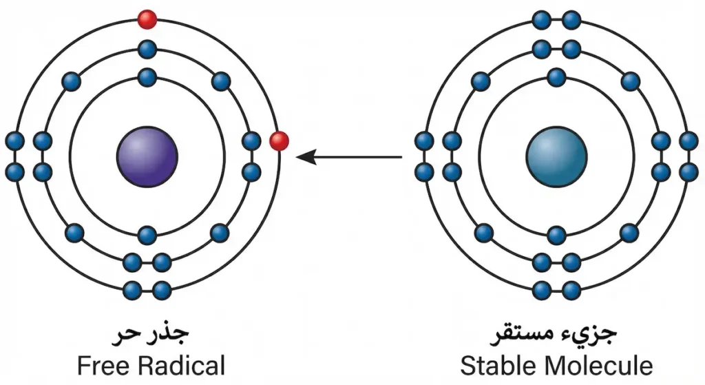 رسم توضيحي يقارن بين جزيء مستقر بإلكترونات مزدوجة وجذر حر بإلكترون واحد غير مزدوج يوضح سبب عدم استقرار الجذور الحرة
